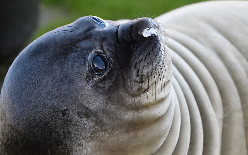 Young Elephant seal - Ushuaïa Malvinas South Georgia Antartica Peninsula
