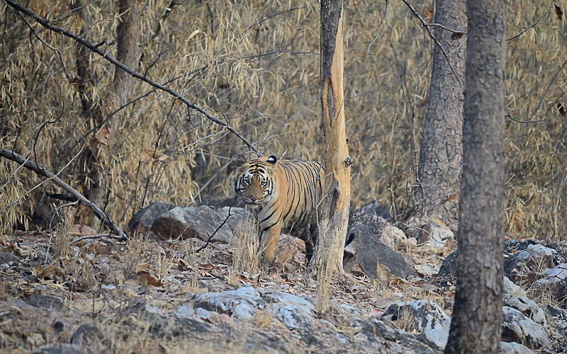 Big male tiger close to the road - Tadoba national park (India 2016)