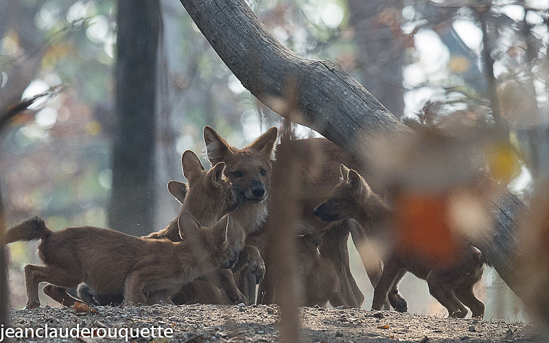 Dholes - Pench national park (India 2016)