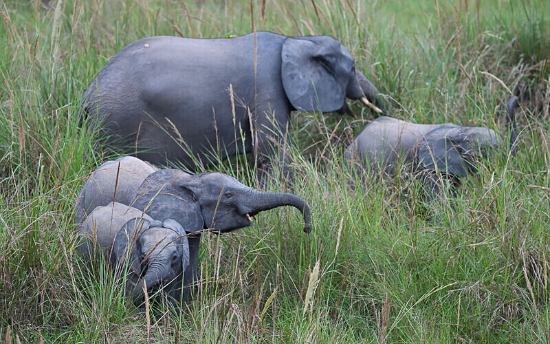 Elephant family - Parc national de La Lope (Gabon 2024)