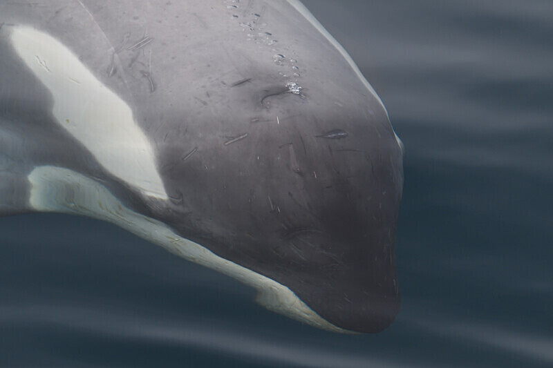 Orca - Ushuaïa Malvinas South Georgia Antartica Peninsula