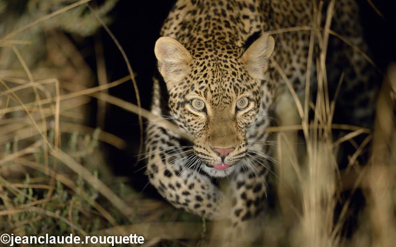  - South Luangwa 2014 (Zambia)
