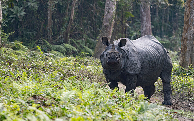 Rhino - Kaziranga National Park Noth East India 2025