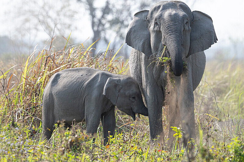 Mud showwer - Manas National Park North East India 2025