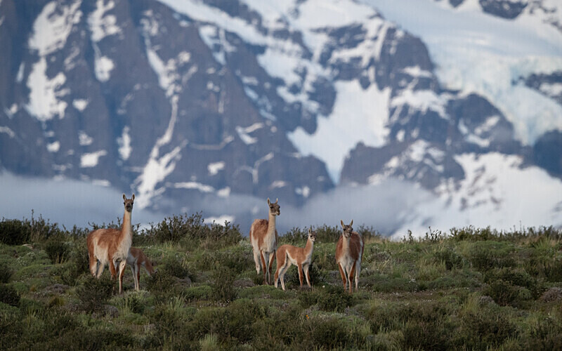 Guanacos and Torres del Paine - Patagonie Chilienne: Magellan Channel and Torres del Paine N.P.