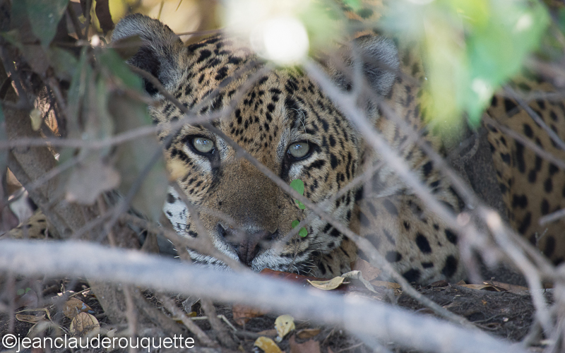 Jaguar - Pantanal Brazil 2015