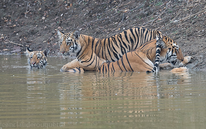  - Tadoba national park (India 2016)