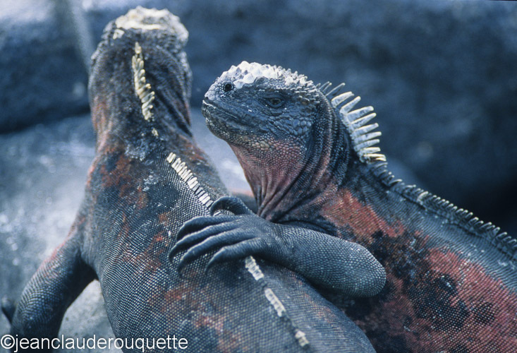 Marine Iguanas (Fernandina island) - The Galapagos islands, Ecuador 2008