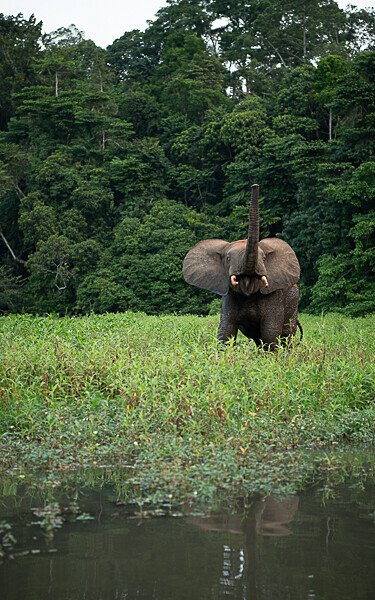  - Loango national park (Gabon 2024)