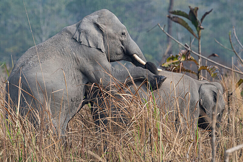 Elephant's crossing - Manas National Park North East India 2025