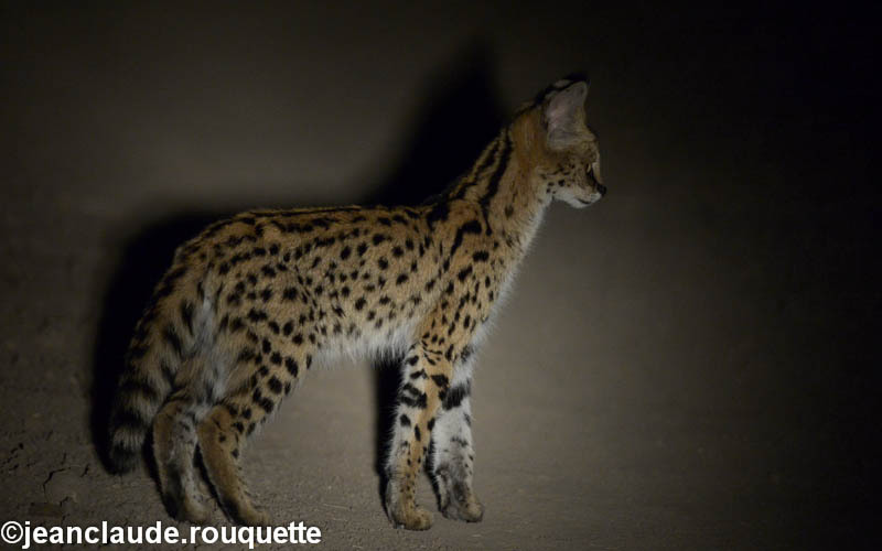 Serval by night - South Luangwa N.P. Zambia 2013