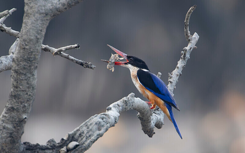 Black-capped Kingfisher - Sundarban National Park North East India February 2025