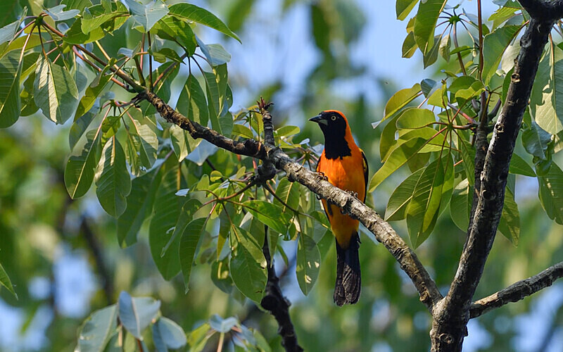 Orange Backed Troupial - Pacaya Samiria Pérou 2022