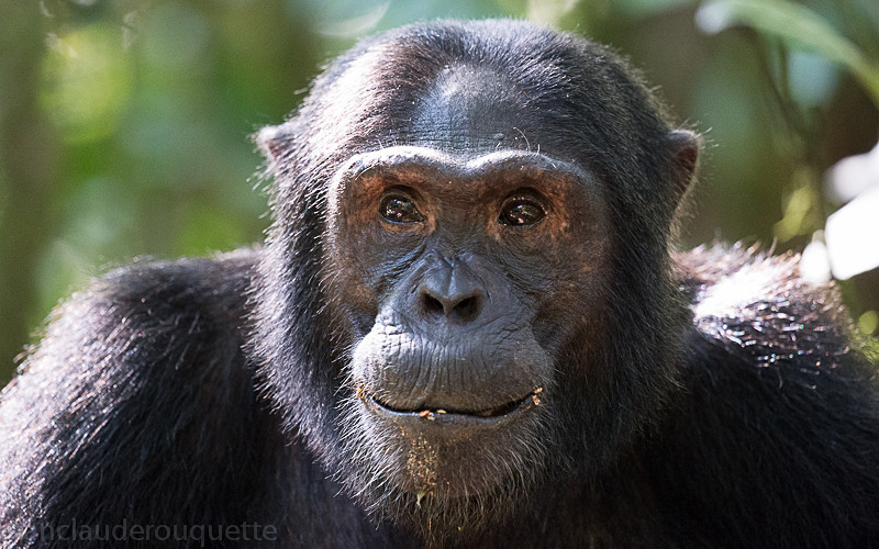 Kibale - Uganda 2016