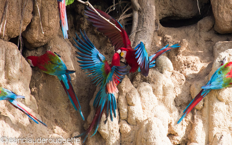 Red and Green Macaws - Manu national park (Peru 2015)