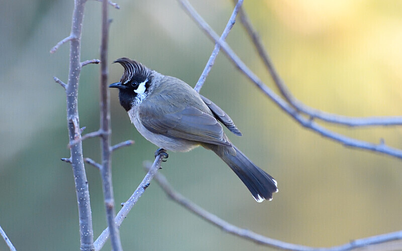 Himalayan Bulbul - Spiti panthère des neiges  Inde 2023