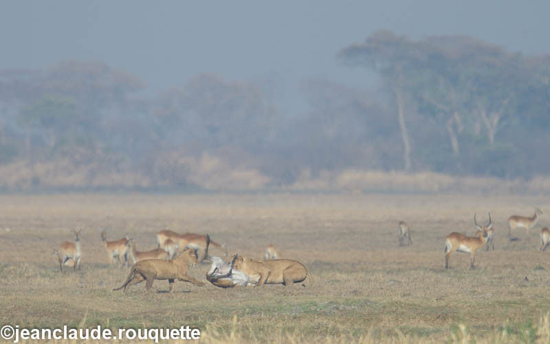  - Kafue N.P. (Zambia2014)