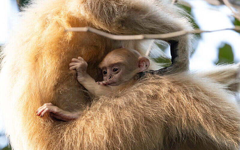 Golden Langur - Manas National Park North East India 2025