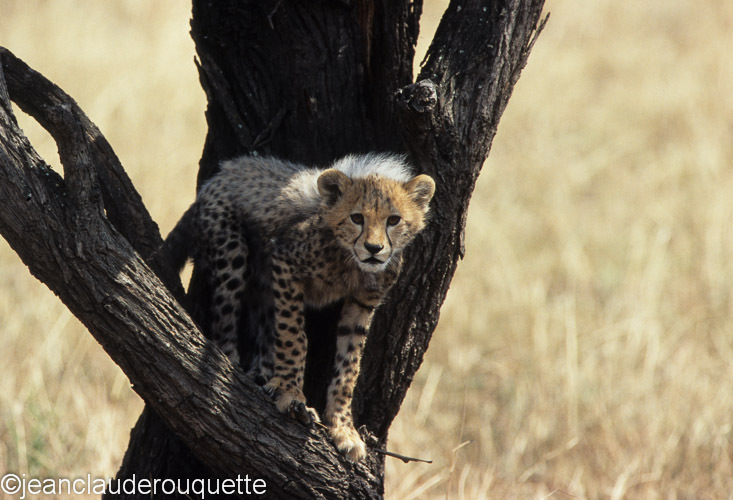 A cub - Serengeti N.P. and N'gorongoro Tanzania 1998, 2005 and 2006