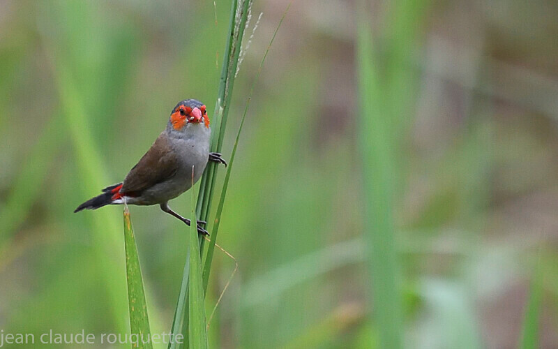 Orange-cheeked Waxbill - Odzala National Park (République du Congo (2019)