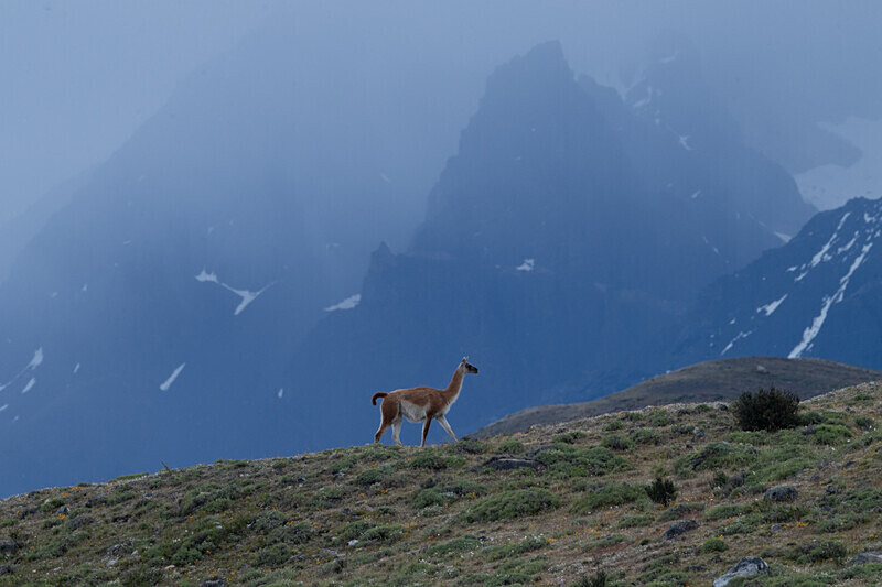  - Patagonie Chilienne: Magellan Channel and Torres del Paine N.P.