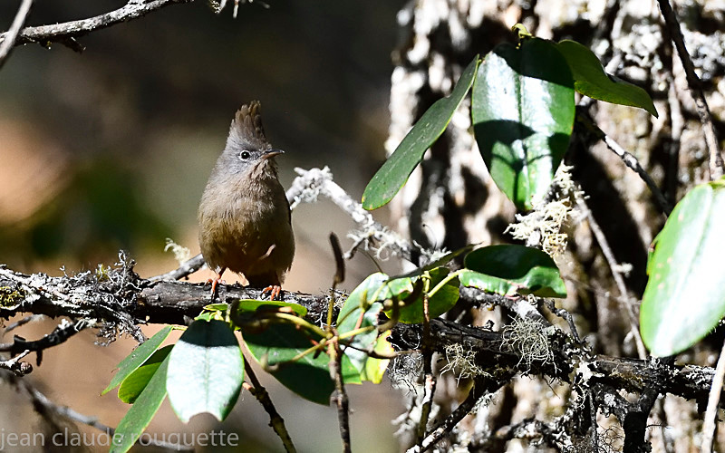 Himalayan Bulbul - Kanchenjunga trek (2018)