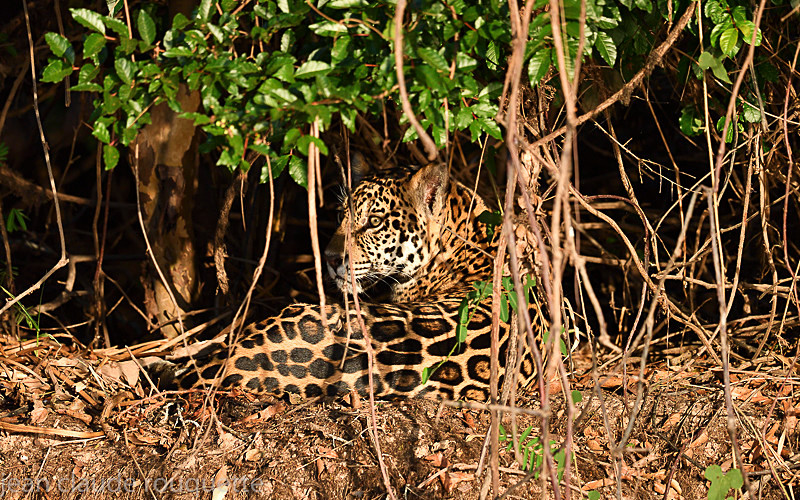  - Pantanal 2018 Porto Jofré