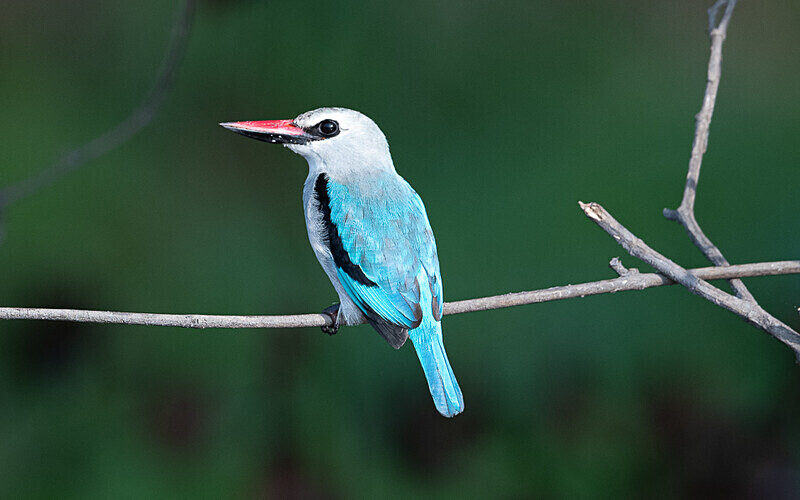 Woodland kingfisher - Loango national park (Gabon 2024)