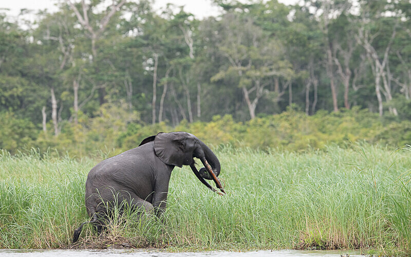  - Loango national park (Gabon 2024)