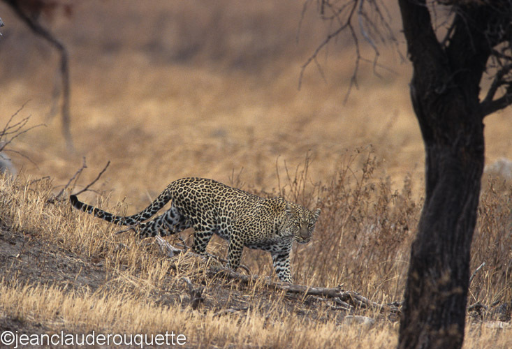 Leopard at Lobo - Serengeti N.P. and N'gorongoro Tanzania 1998, 2005 and 2006