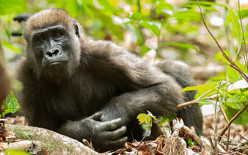 Female gorilla - Loango national park (Gabon 2024)