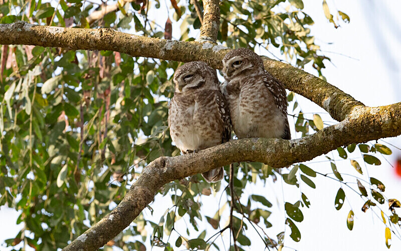 Spotted Owlet - Kaziranga National Park Noth East India 2025