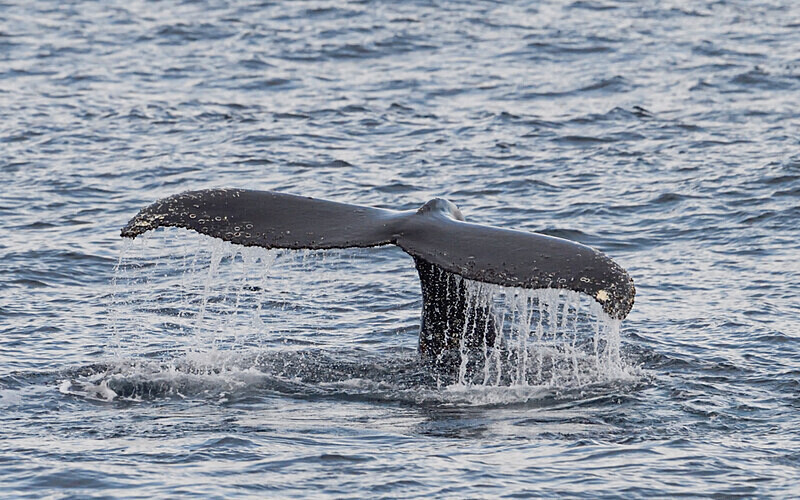 Humpback whale - Ushuaïa Malvinas South Georgia Antartica Peninsula