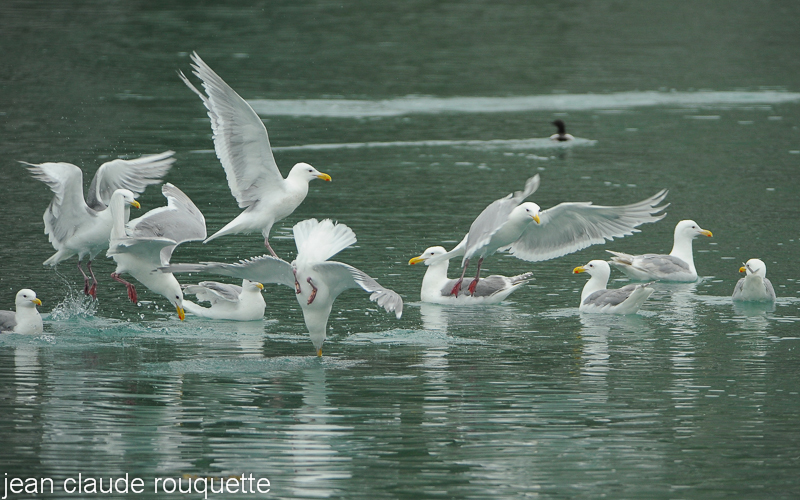Common gulls - Kenai fjord (Alaska 2010)