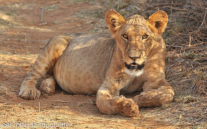 Young lion. - Samburu national park (Kenya 2009)