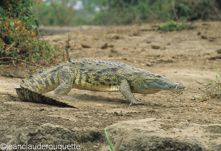 Nile crocodile - Queen Elisabeth N.P. Uganda 2012