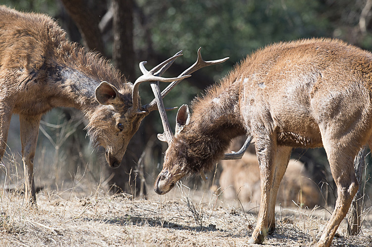  - Ranthambhore 2017