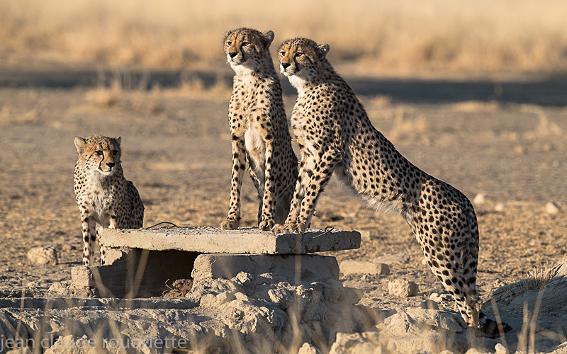  - Kgalagadi transfrontier park (2017)