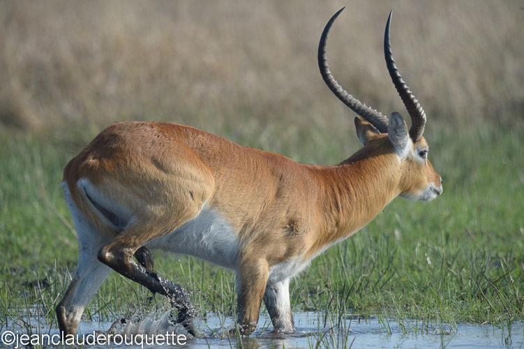 Red lechwee in the swamp - Kafue N.P. (Zambia2014)