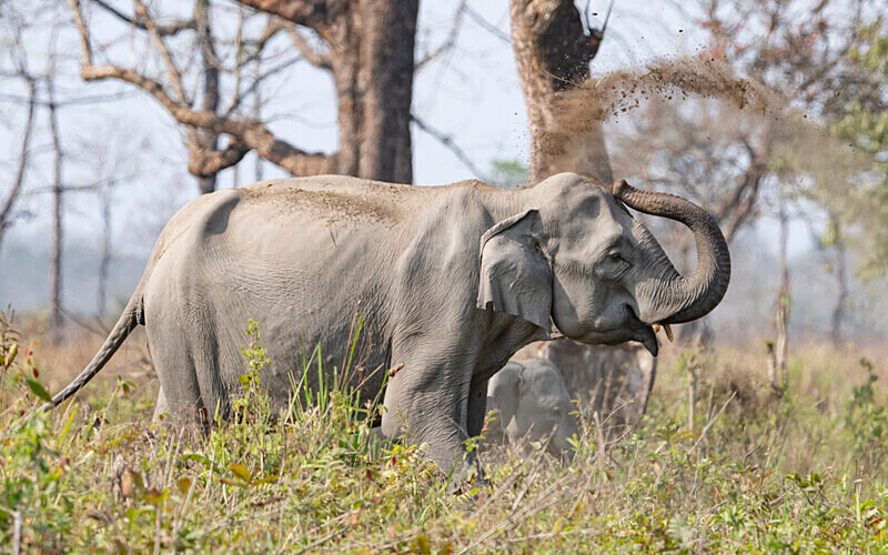 Mud showwer - Manas National Park North East India 2025