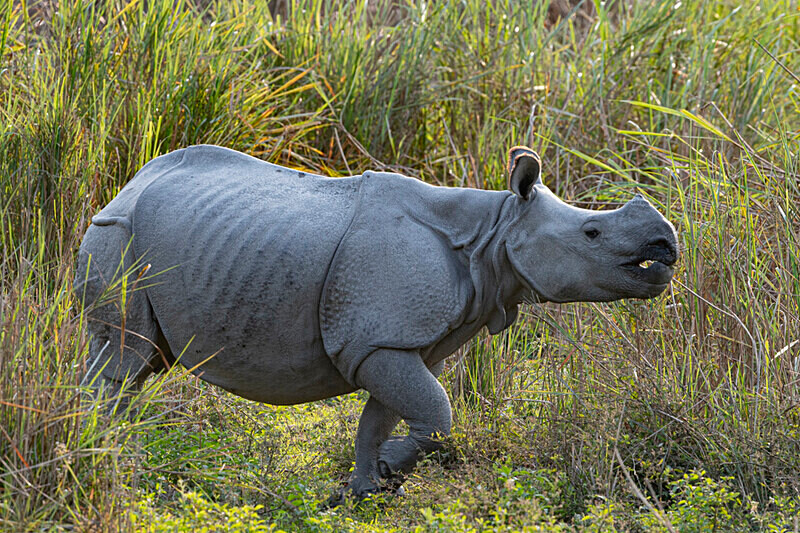 Rhino - Kaziranga National Park Noth East India 2025