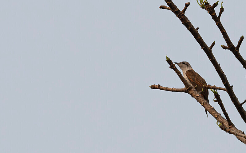 Banded Bay Cuckoo - Manas National Park North East India 2025