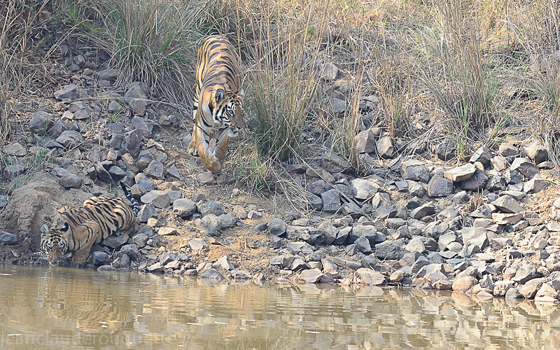 Mother and cub - Tadoba national park (India 2016)