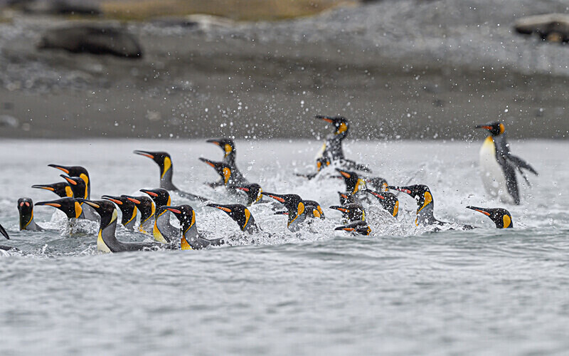  - Ushuaïa Malvinas South Georgia Antartica Peninsula