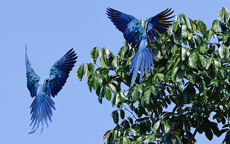 Blue and yellow macaw - Pacaya Samiria Pérou 2022
