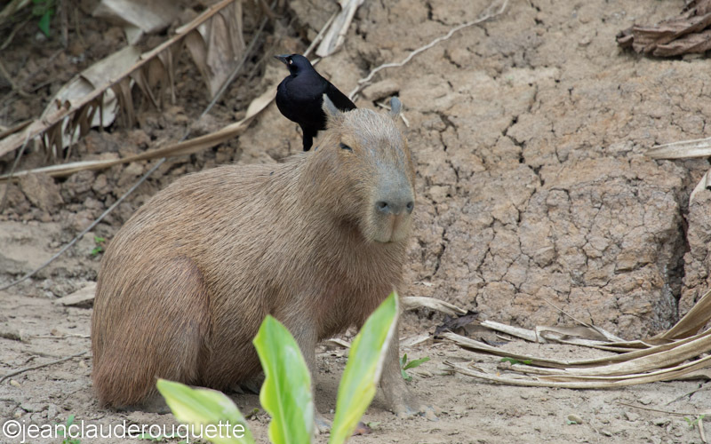 Capybara - Manu national park (Peru 2015)