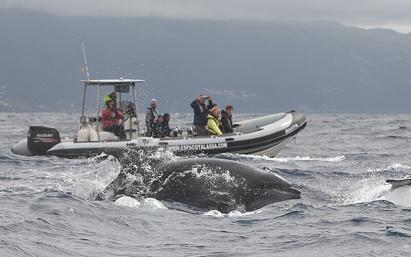 Bottlenose dolphin and the boat of espacotalassa - Açores 2020