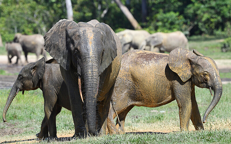  - Dzanga Sangha National Park (République Centrafricaine) 2019