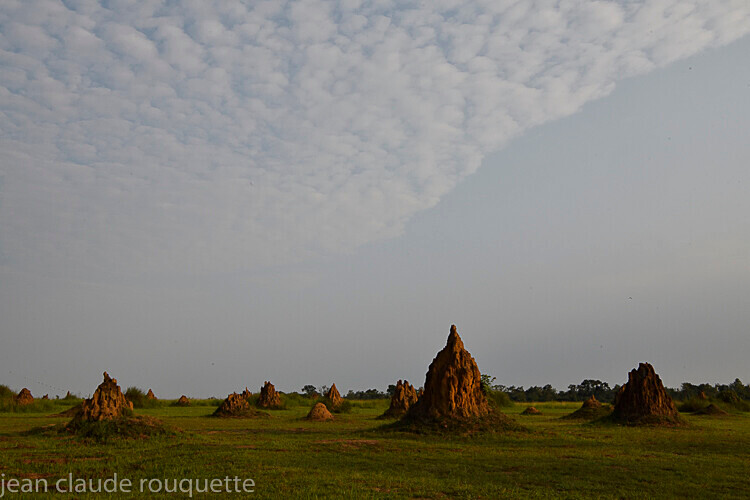Savannah - Odzala National Park (République du Congo (2019)