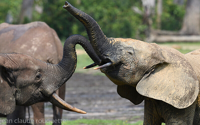 - Dzanga Sangha National Park (République Centrafricaine) 2019